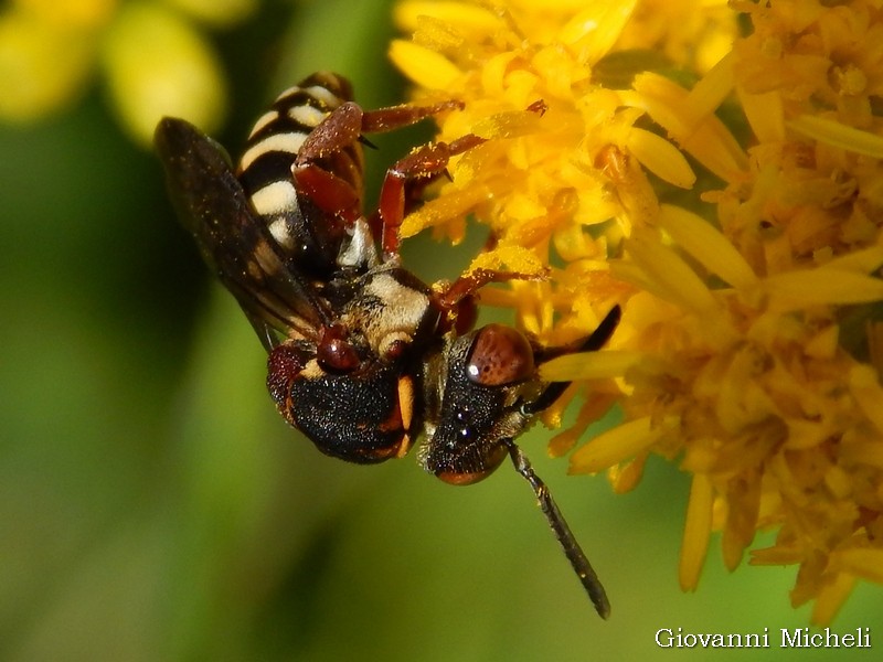 Apidae: Epeolus sp.